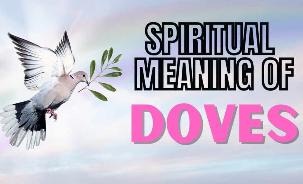 Mourning Dove Spiritual Meaning: Peace, Healing and Hope