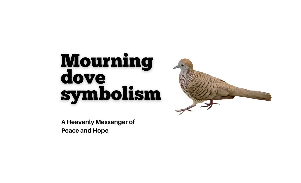 Mourning Dove Spiritual Meaning: Peace, Healing and Hope